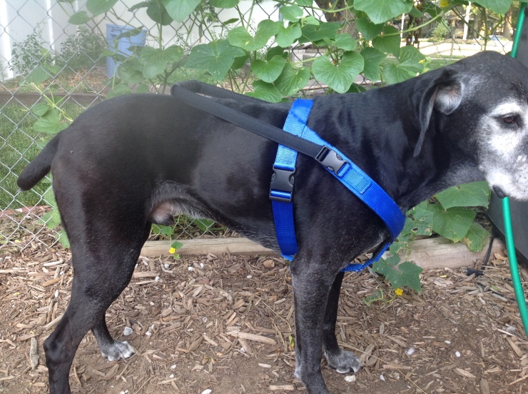 Monty: a black lab and boxer mix standing in a blue Guide Dog harness.